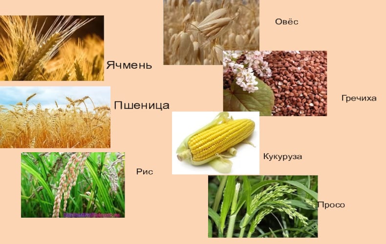 Злаковые культуры